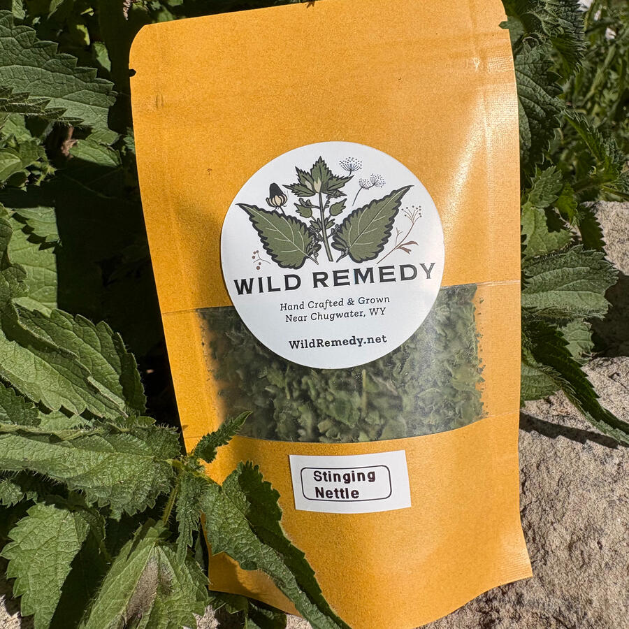 Stinging Nettle